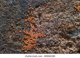 Attēlu rezultāti vaicājumam “Trichia botrytis”