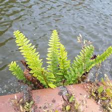 Attēlu rezultāti vaicājumam “Polystichum aculeatum”