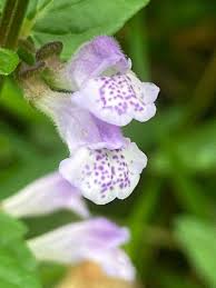 Attēlu rezultāti vaicājumam “Scutellaria galericulata leaf”