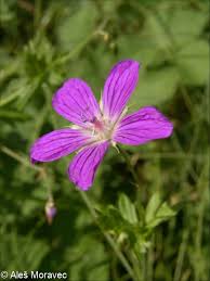 Attēlu rezultāti vaicājumam “Geranium palustre fruit”