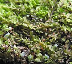 Attēlu rezultāti vaicājumam “Octospora splachnophila spores”