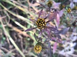 Attēlu rezultāti vaicājumam “Bidens tripartita flower”