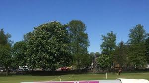 Image result for City Of Armagh Cricket Club