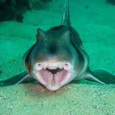 Image result for Heterodontus portusjacksoni