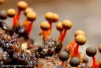 Attēlu rezultāti vaicājumam “Physarum psittacinum spores”