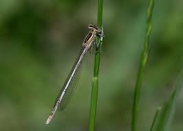 Attēlu rezultāti vaicājumam “Platycnemis pennipes female”