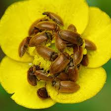 Attēlu rezultāti vaicājumam “Byturus ochraceus”