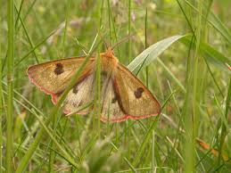Attēlu rezultāti vaicājumam “Diacrisia sannio male”