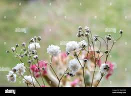 Attēlu rezultāti vaicājumam “Gypsophila paniculata bud”