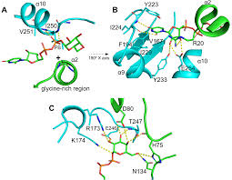 Image result for b%FD%E7ak anatomisi