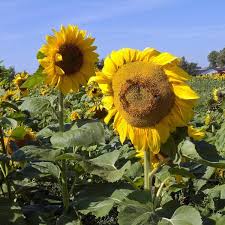 Image result for Sonnenblume