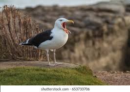 Attēlu rezultāti vaicājumam “Larus marinus adult”