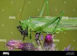 Attēlu rezultāti vaicājumam “Tettigonia viridissima”