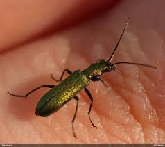 Attēlu rezultāti vaicājumam “Chrysanthia viridissima”