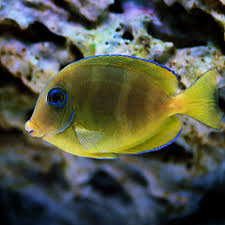 Image result for Acanthurus coeruleus