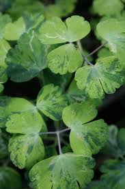 Attēlu rezultāti vaicājumam “Aquilegia vulgaris leaf”