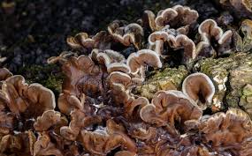 Attēlu rezultāti vaicājumam “Auricularia mesenterica”