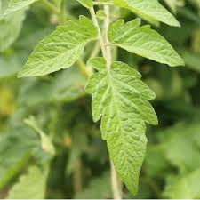 Afbeeldingsresultaat voor anna russian tomato