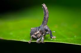 Attēlu rezultāti vaicājumam “Platyptilia tesseradactyla”