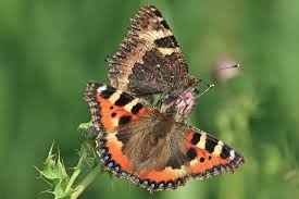Image result for Small Tortoiseshell