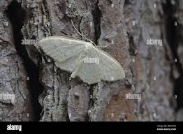 Attēlu rezultāti vaicājumam “Scopula floslactata imago”