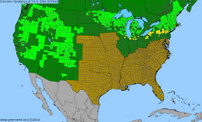 Attēlu rezultāti vaicājumam “Carex disperma”
