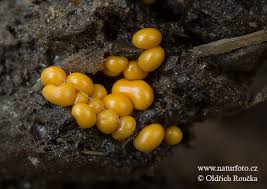 Attēlu rezultāti vaicājumam “Trichia varia spores”