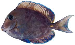 Image result for Acanthurus coeruleus