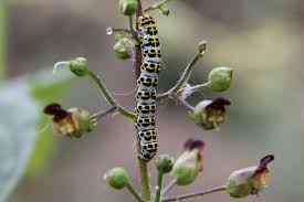 Attēlu rezultāti vaicājumam “Shargacucullia scrophulariae”