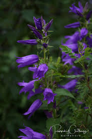 Attēlu rezultāti vaicājumam “Campanula latifolia”