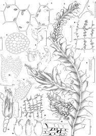 Attēlu rezultāti vaicājumam “Chiloscyphus polyanthos sporophyte”