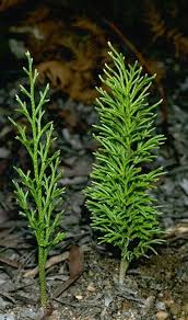 Attēlu rezultāti vaicājumam “Lycopodium dubium”