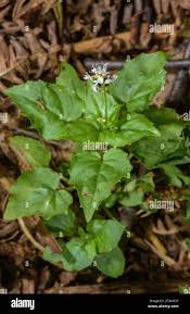 Attēlu rezultāti vaicājumam “Circaea alpina flower”