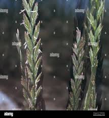 Attēlu rezultāti vaicājumam “Elytrigia repens flower”