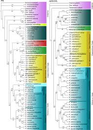 Attēlu rezultāti vaicājumam “Microrrhinum minus leaf”