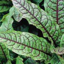 Image result for Rumex sanguineum
