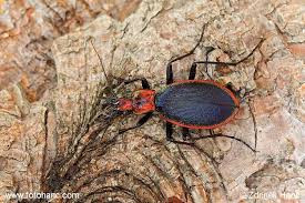 Attēlu rezultāti vaicājumam “Carabus arcensis”