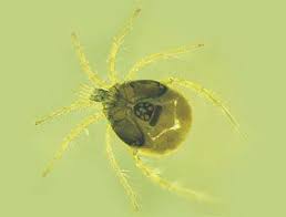 Attēlu rezultāti vaicājumam “Hydrachna”