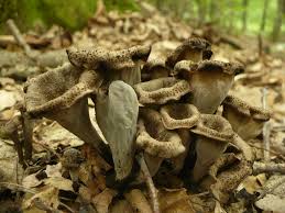 Attēlu rezultāti vaicājumam “Cratarellus cornucopioides”