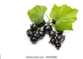 Attēlu rezultāti vaicājumam “Ribes nigrum fruit”