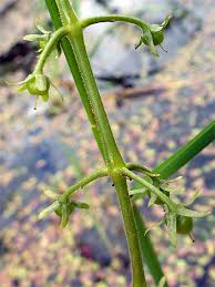 Attēlu rezultāti vaicājumam “Hottonia palustris fruit”
