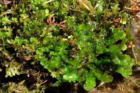 Attēlu rezultāti vaicājumam “Aneura pinguis”