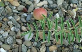 Attēlu rezultāti vaicājumam “Astragalus arenarius fruit”