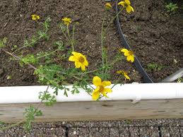 Attēlu rezultāti vaicājumam “Ranunculus acris flower”