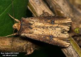 Attēlu rezultāti vaicājumam “Axylia putris”