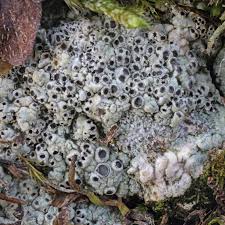 Attēlu rezultāti vaicājumam “Diachea muscorum spores”