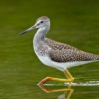 Image result for Tringa melanoleuca