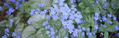 Attēlu rezultāti vaicājumam “Brunnera macrophylla flower”