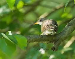 Image result for Coccyzus americanus