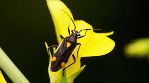 Attēlu rezultāti vaicājumam “Capsodes gothicus”